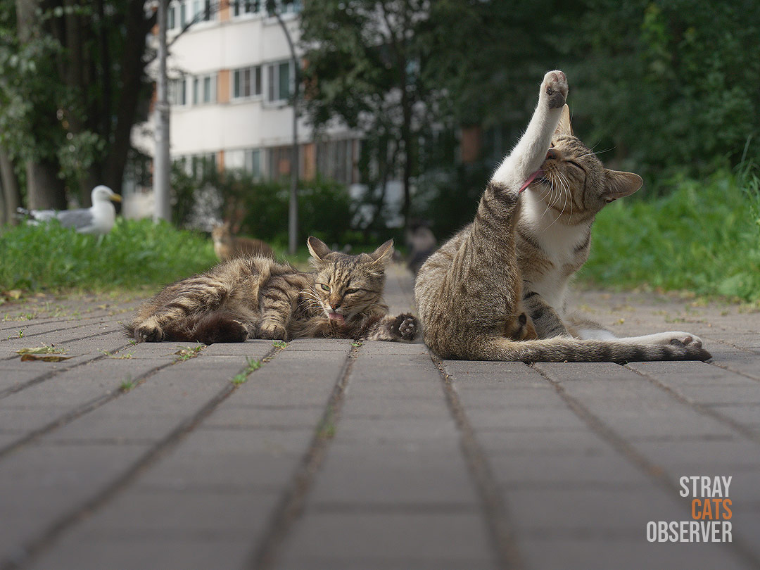 Two cats wash themselves while sitting on the path