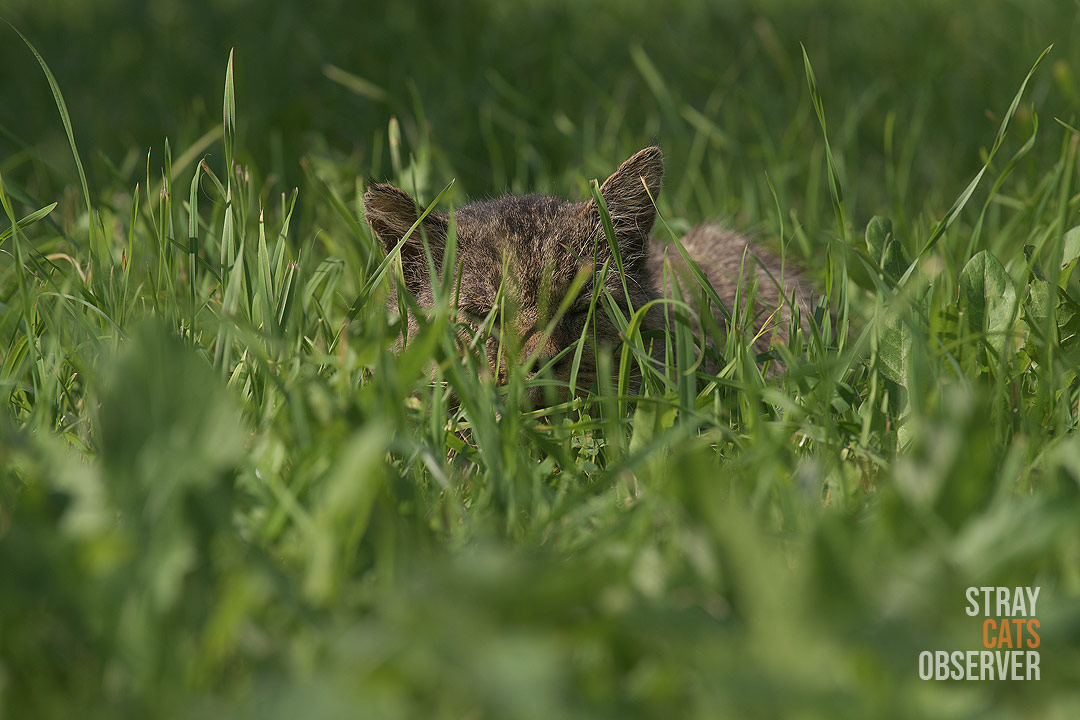 The tabby cat took refuge in the grass to take a nap