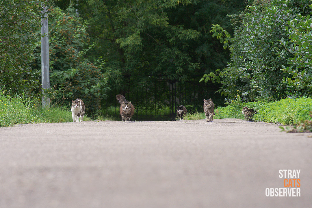 A group of cats is moving towards us