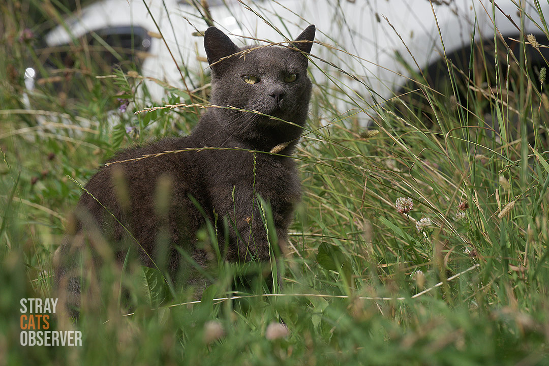 A grey cat sits in the tall grass and looks down on us