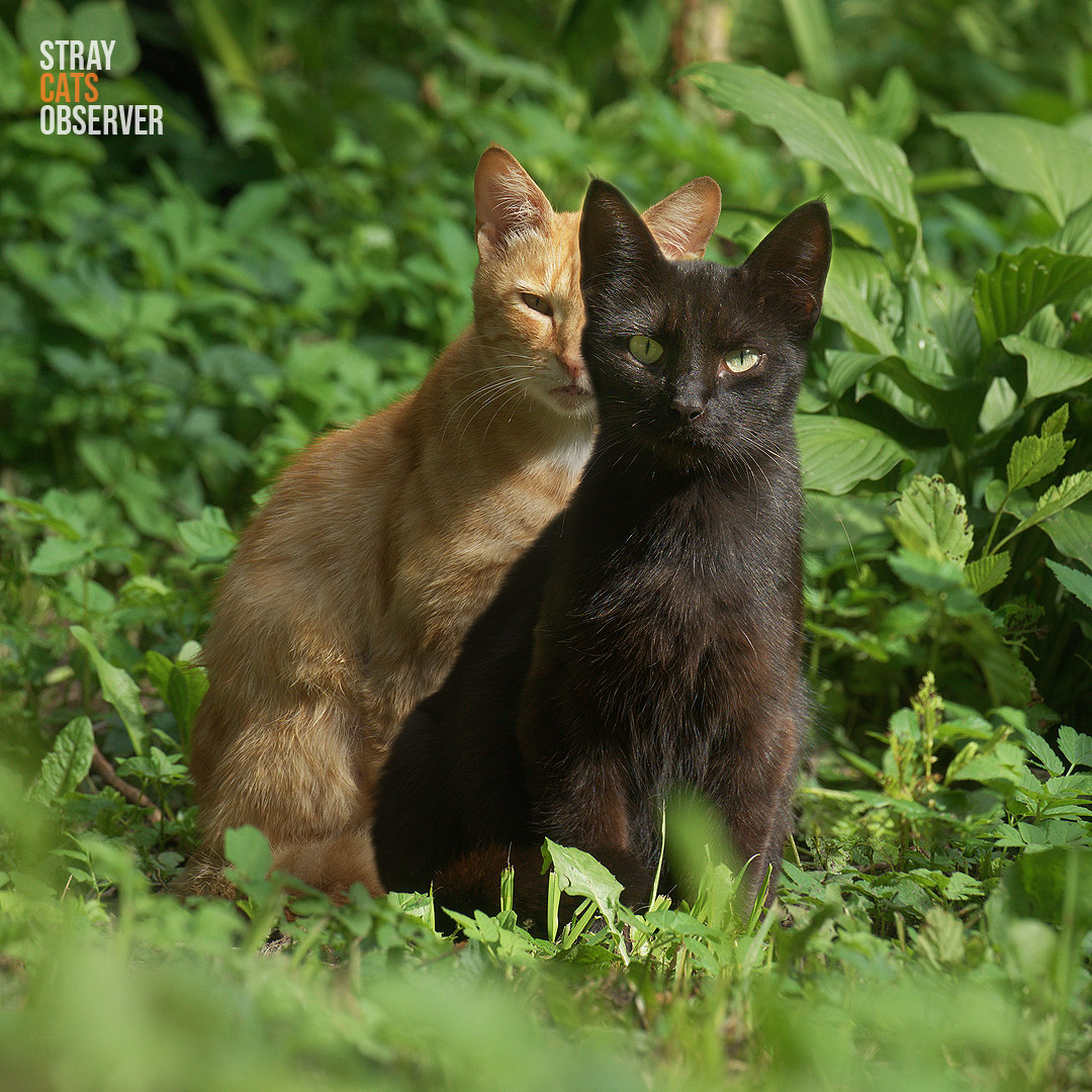 Black and ginger cats sit together and look at us
