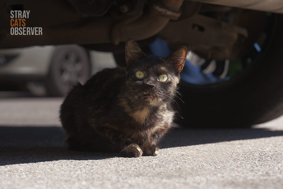 A tortoiseshell cat looks at us in amazement from under the car