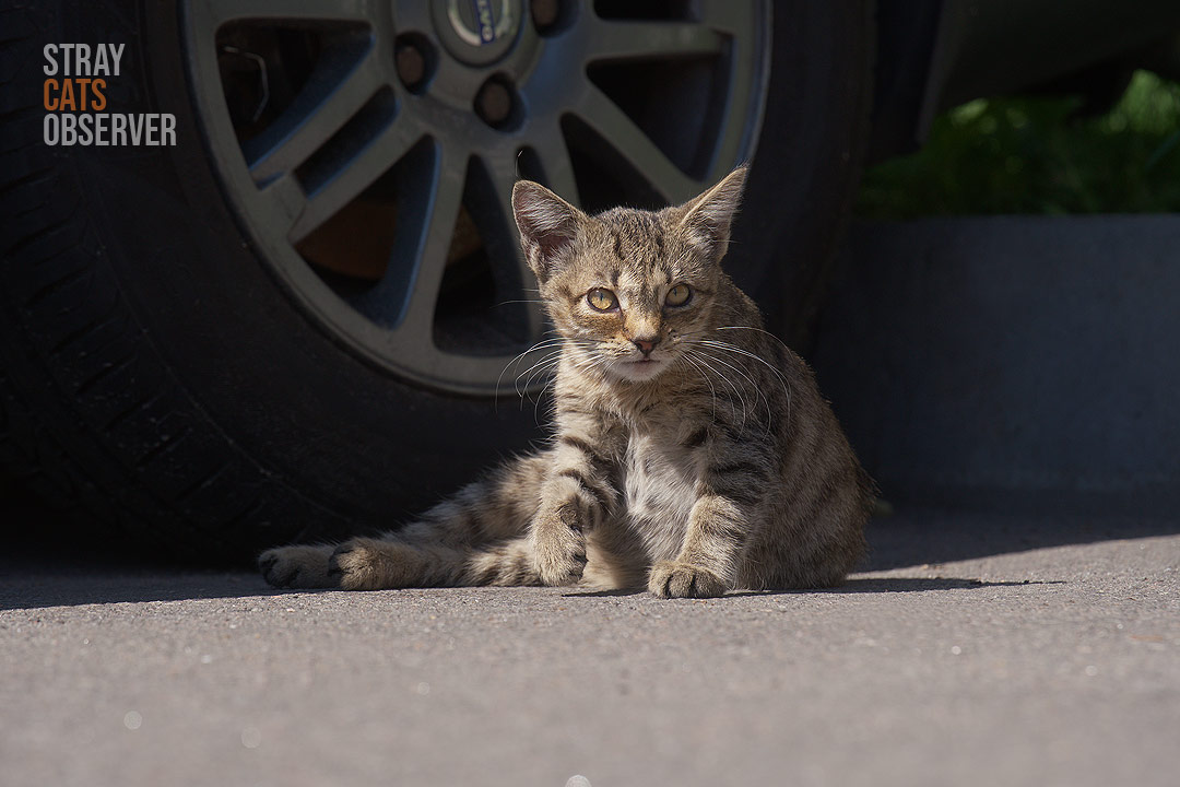 A tabby kitten is half-sitting next to a car wheel and looking at us