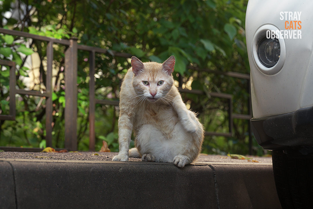 A ginger cat sits on the curb and looks at us with bewilderment