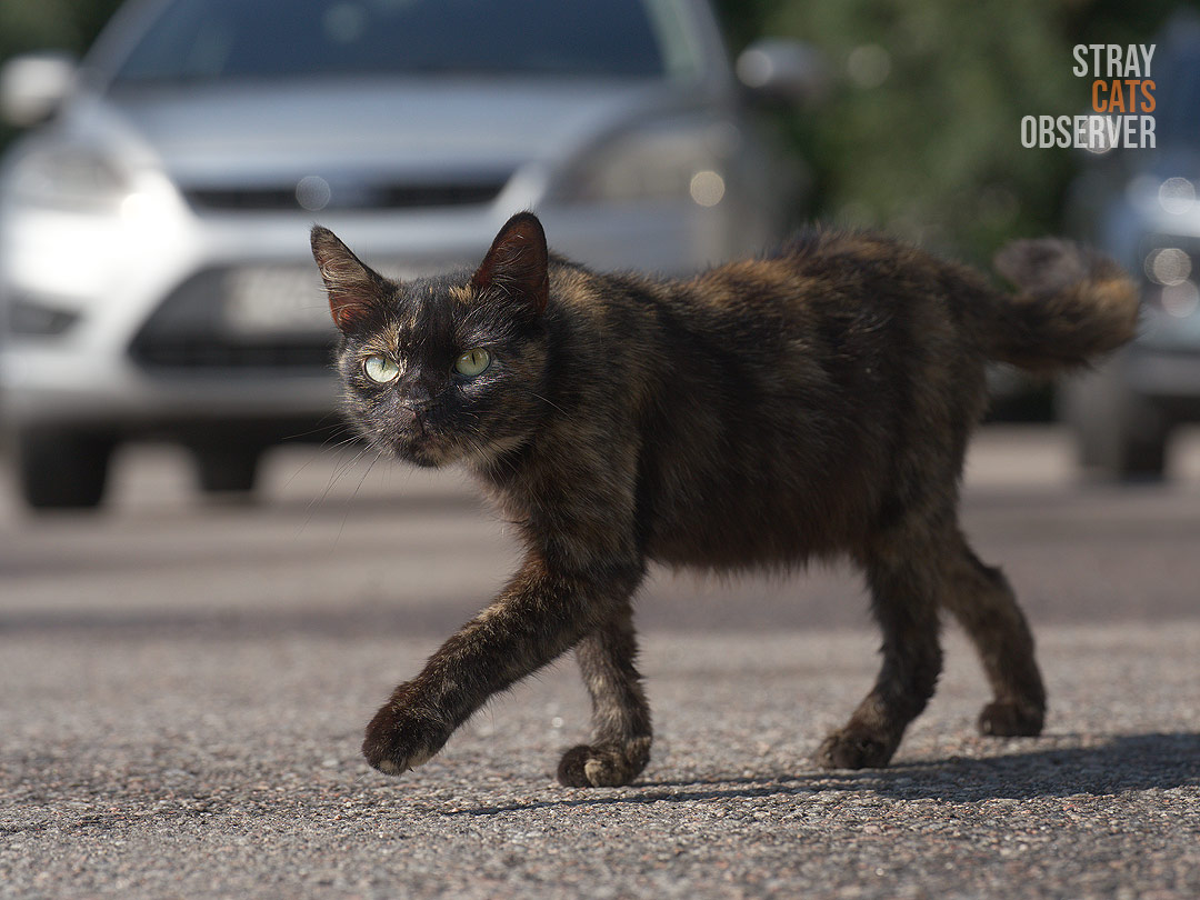 A tortoiseshell cat looks at us as it passes by