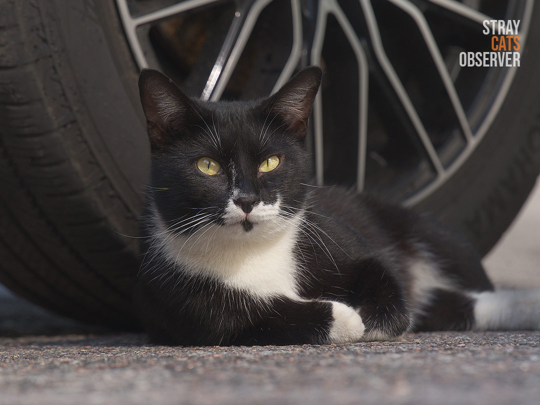 A black and white cat is lying next to a car wheel and looking at us