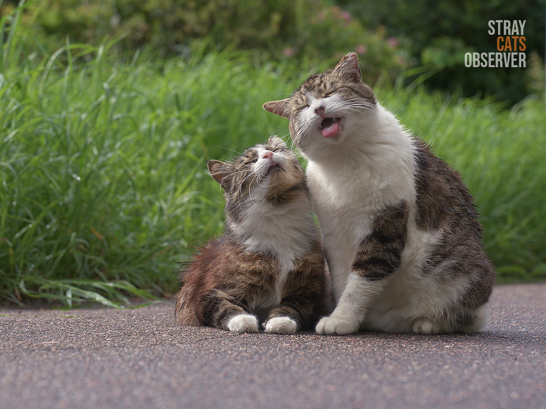 Two cats froze in strange poses