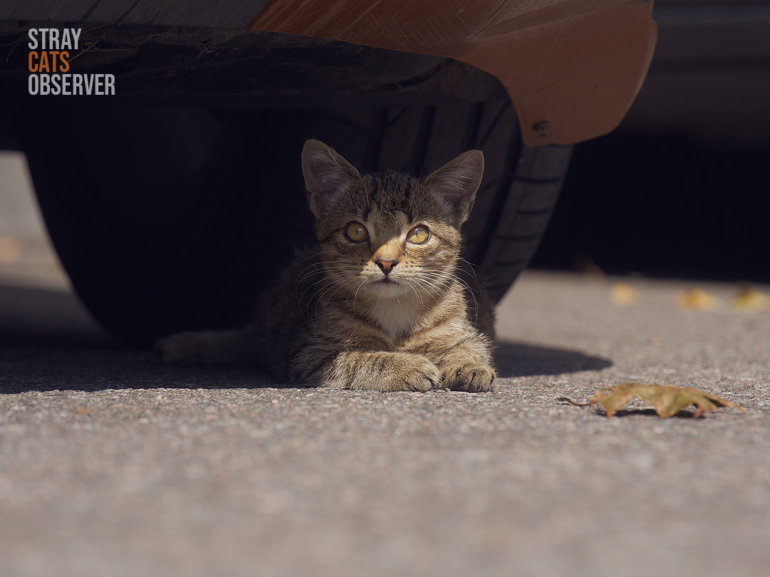 A tabby kitten took shelter from the sun under a car and looks at us