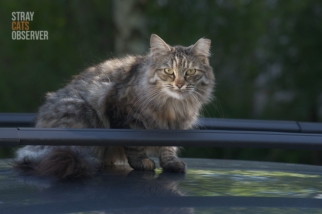 A fluffy cat sits on the roof of a car in the morning sun