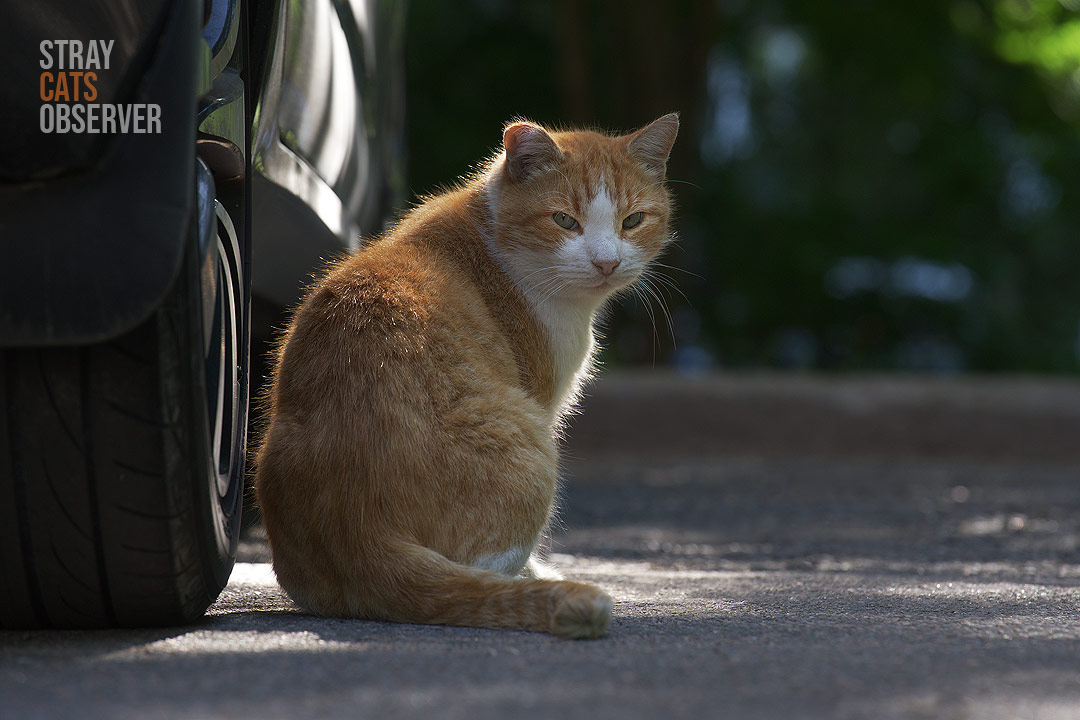 A ginger cat sits in the shade near a car