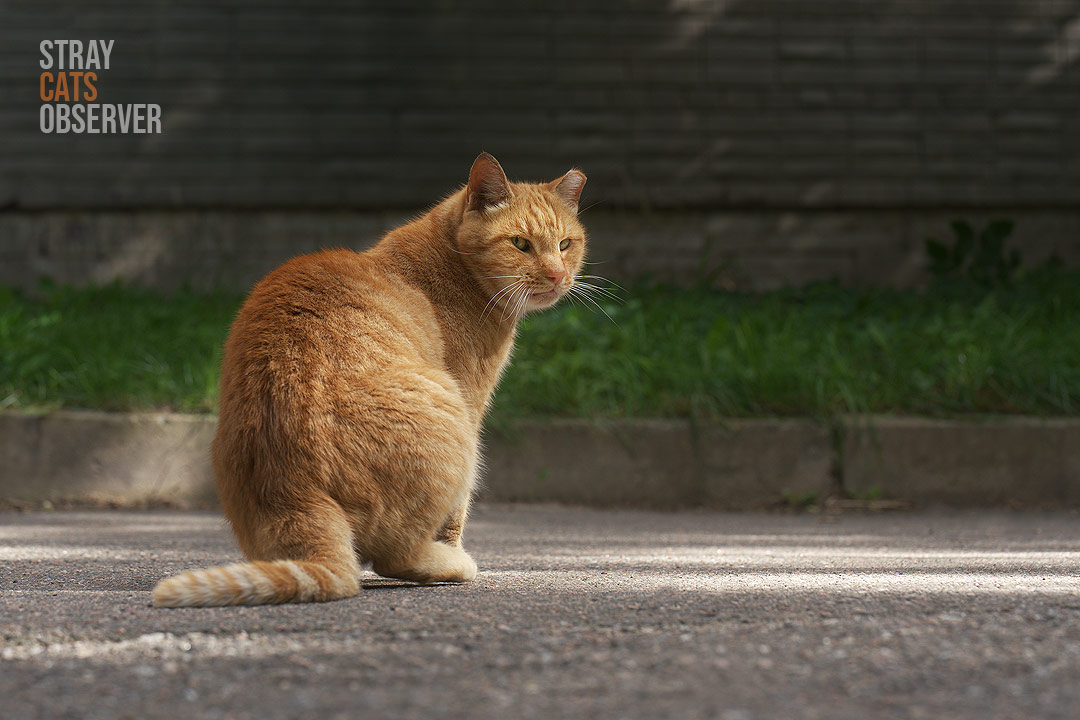 The ginger cat looked back at us