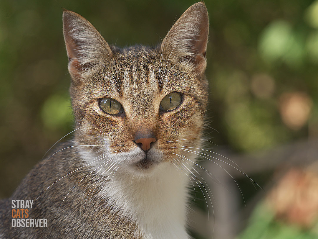 Close-up portrait of a female tabby cat