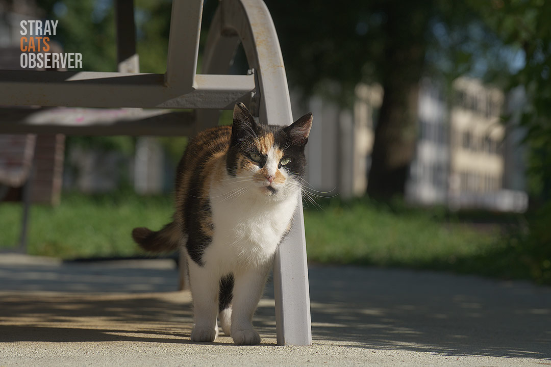 A calico cat stands leaning against an outdoor exercise machine and looks at us