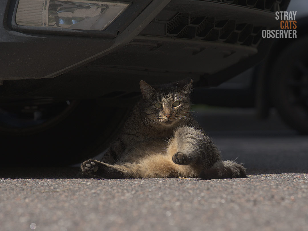 The tabby cat froze in a strange pose, looking at us