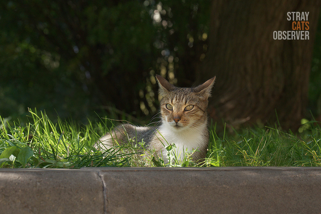 A tabby cat lies on the lawn near the curb