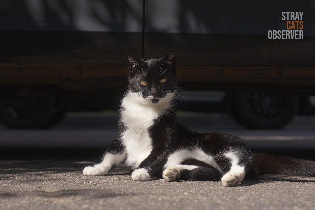 A black and white cat sits in the sun near a car