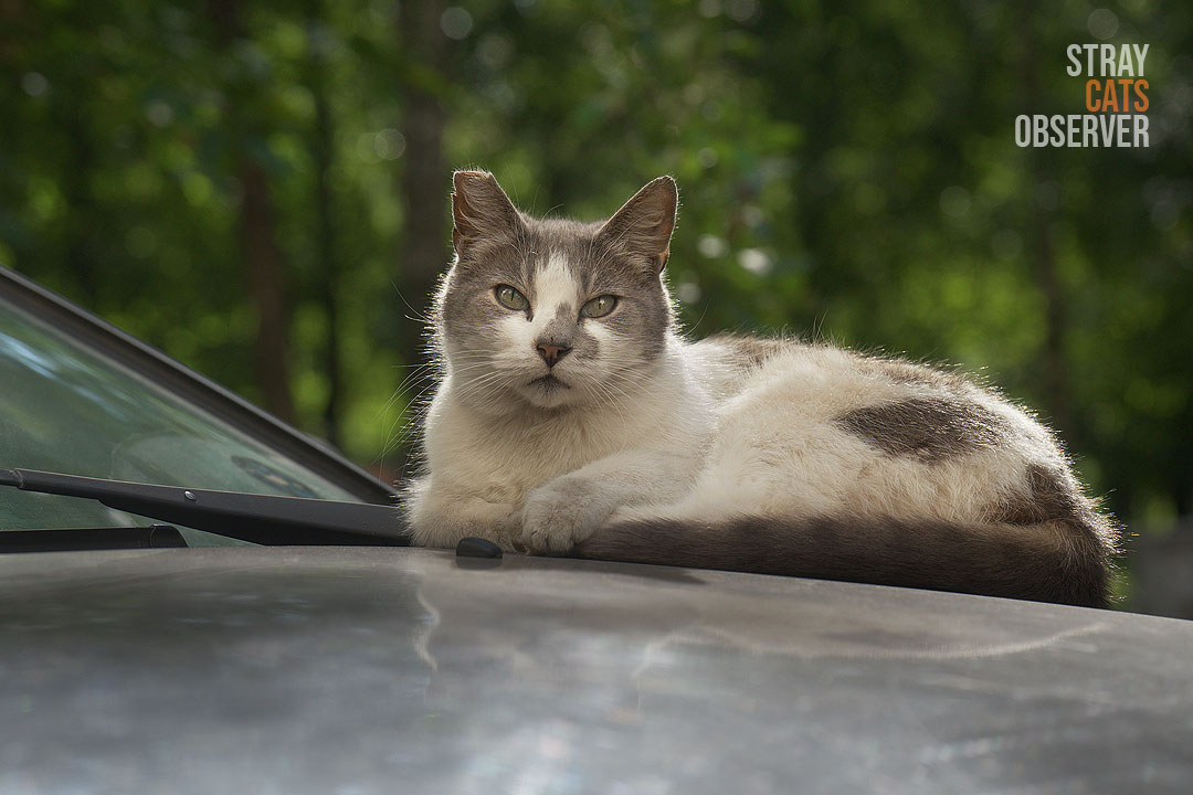 A grey and white cat lies on the hood of a car