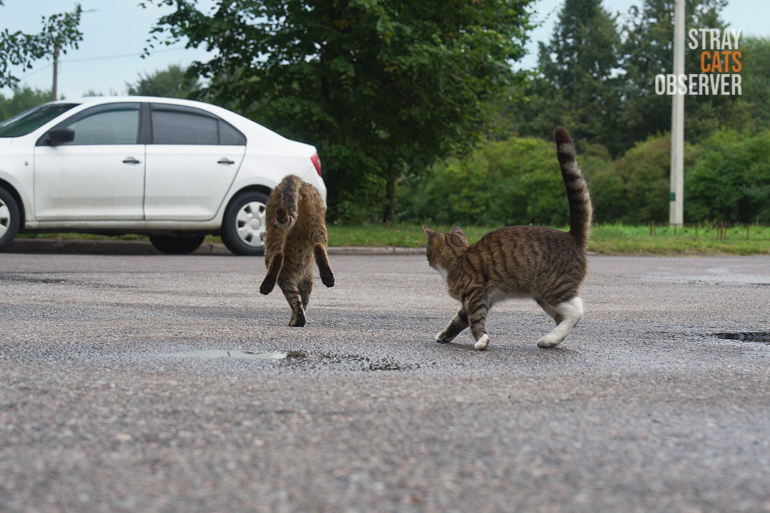 A cat runs away from a second cat on its front paws