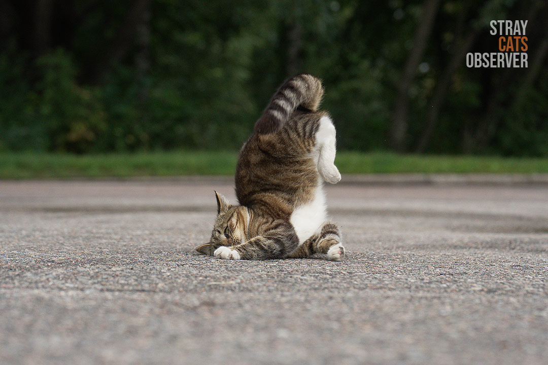 A tabby kitten froze in a strange pose