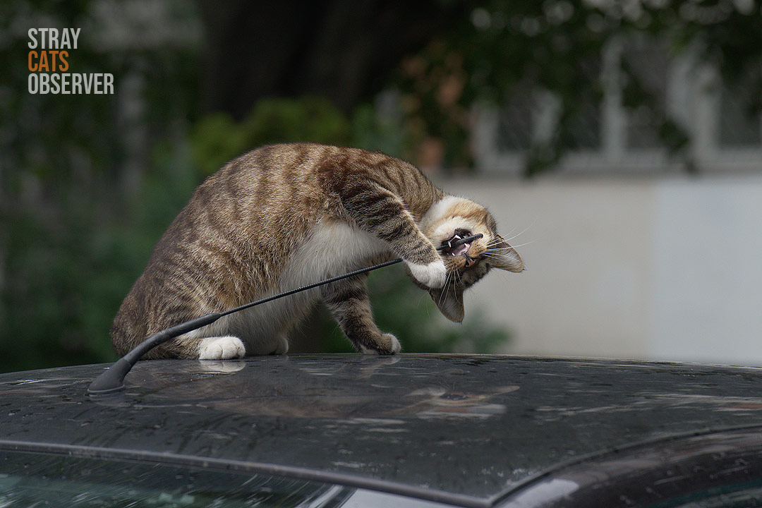 A striped kitten is chewing on the antenna on the roof of a car