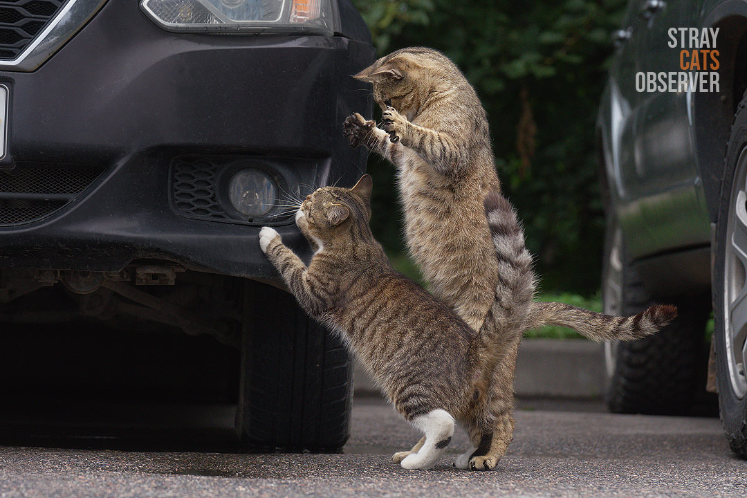The adult cat stood on its hind legs behind the kitten, ready to scare him (part one)