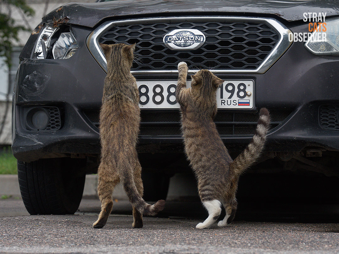 Two cats inspect a car while standing on their hind legs