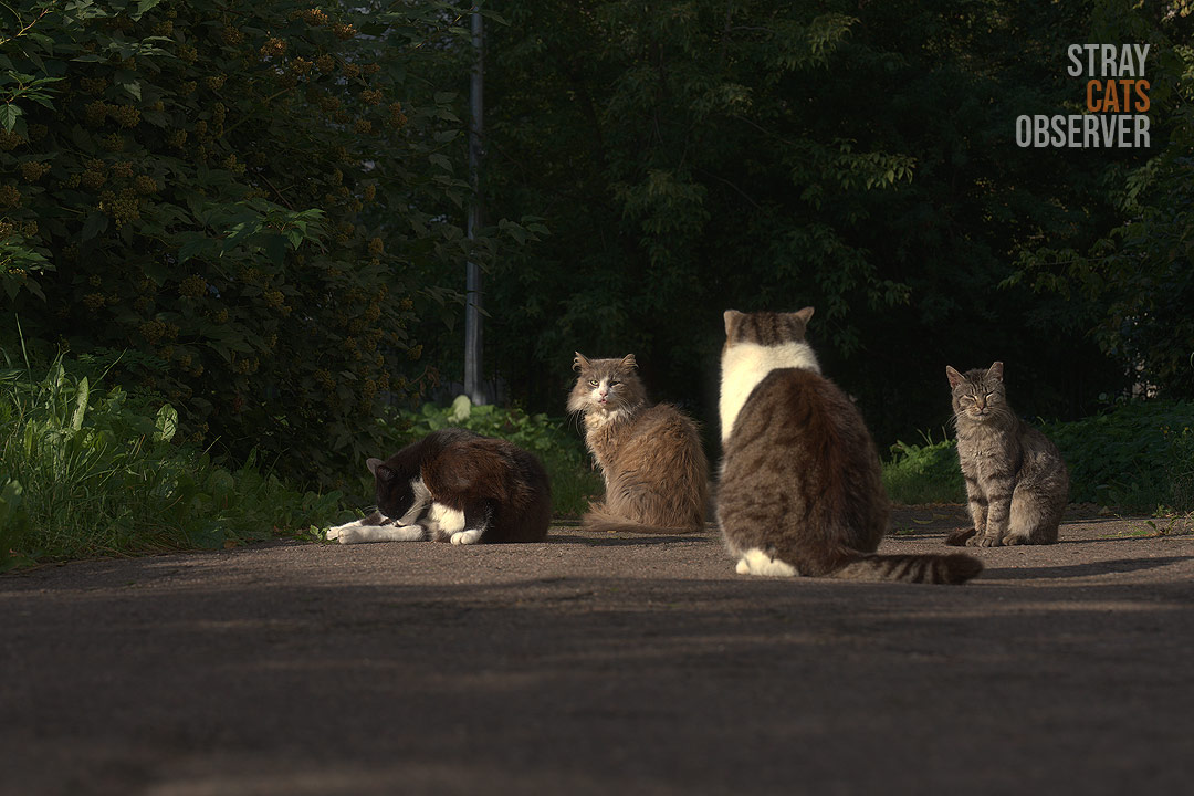 Four cats settled down to bask in a small patch of sunlight