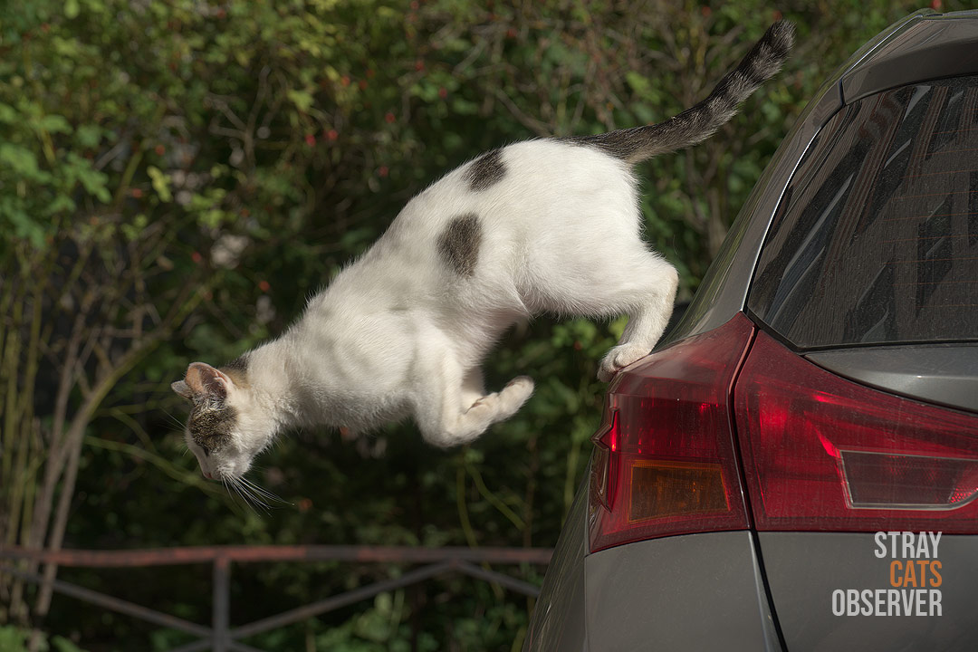 A cow cat jumps from a car to the ground