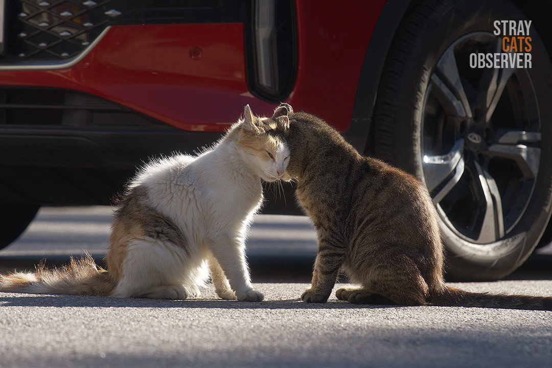 Two cats rubbing heads (part one)