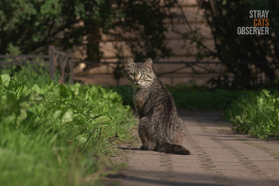 Tabby cat turned around to look at us
