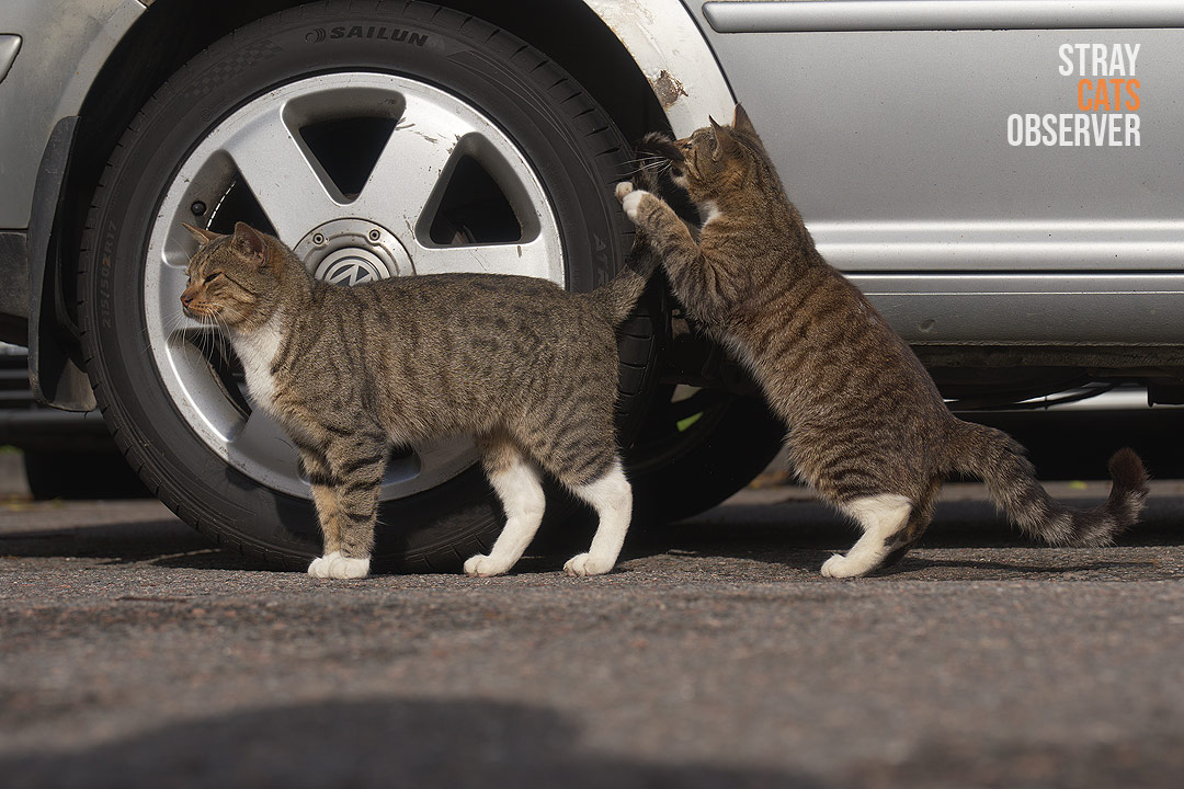 A kitten bites an adult cat's tail