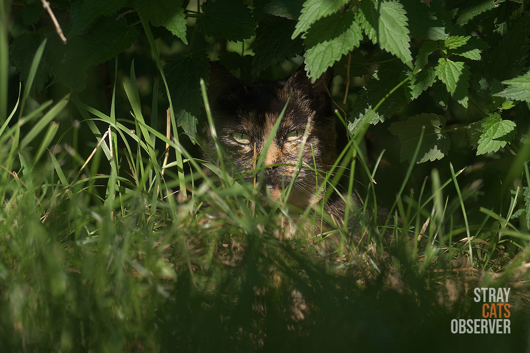 A tortoiseshell cat is looking at us from the bushes