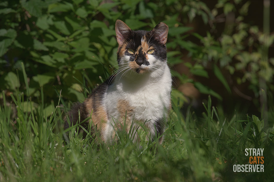 A calico cat sits in the grass in the bright sunlight and looks at us