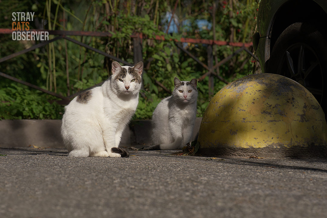 Two cow cats are basking in the autumn sun