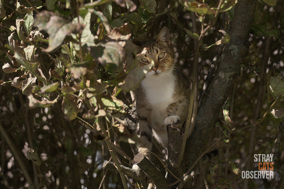 A tabby cat sits on a tree, blending into the background