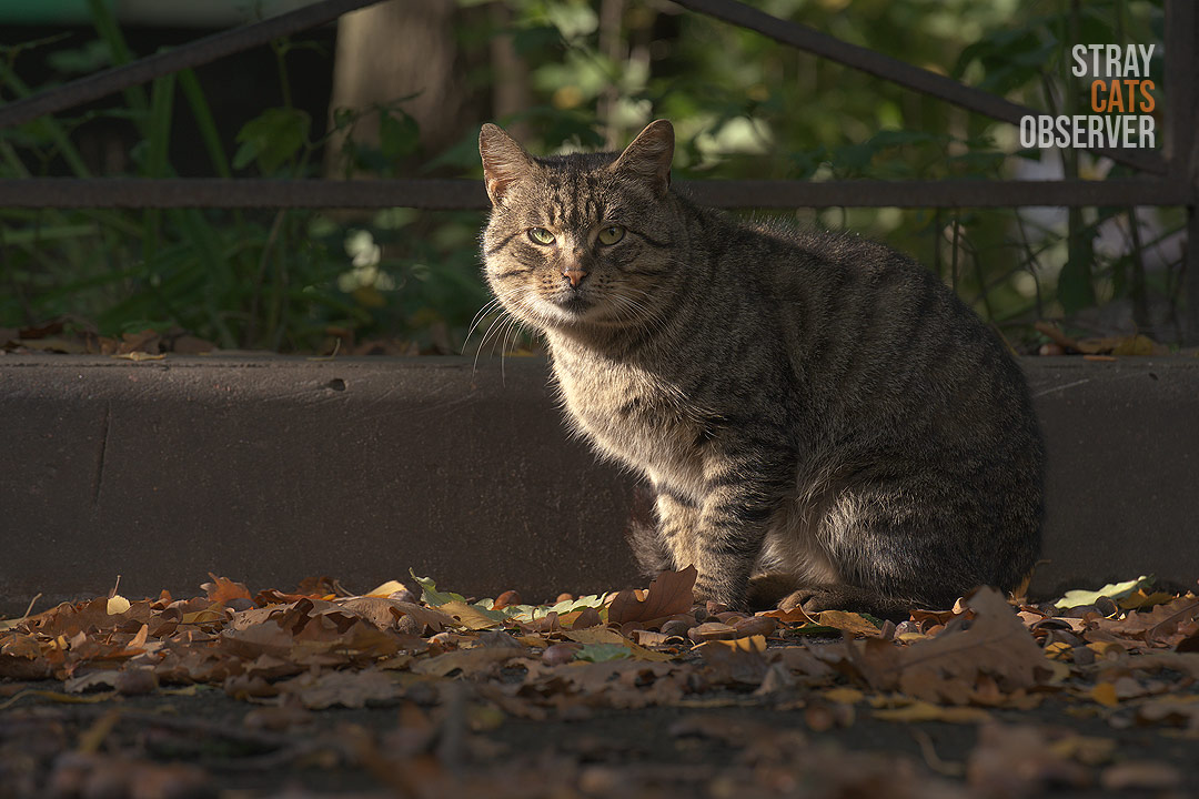 A tabby cat sits on the side of the road among fallen leaves