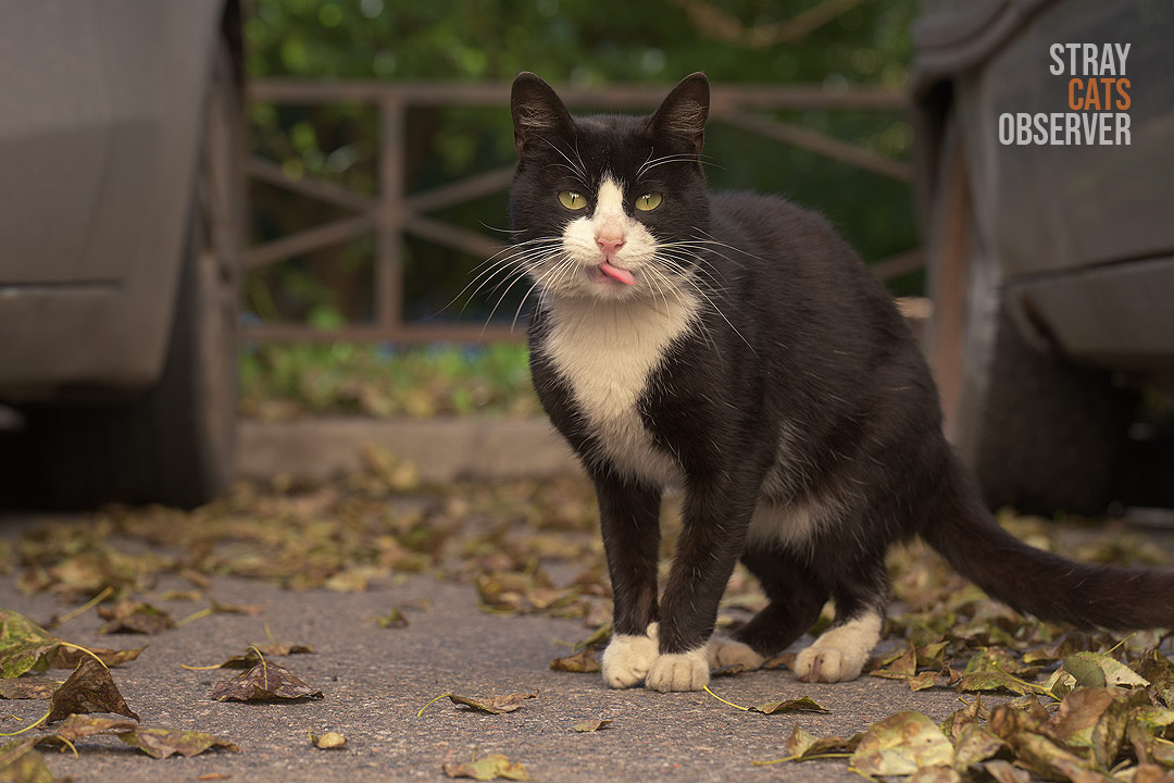 A black-and-white cat stands between parked cars and looks at us, licking his lips