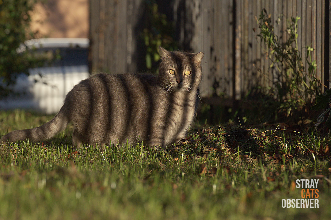 A striped shadow from the fence falls on the tabby cat