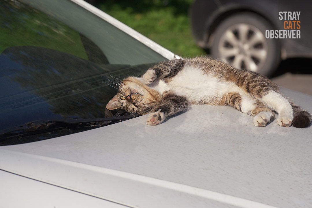 A tabby kitten stretched out on the hood of a car