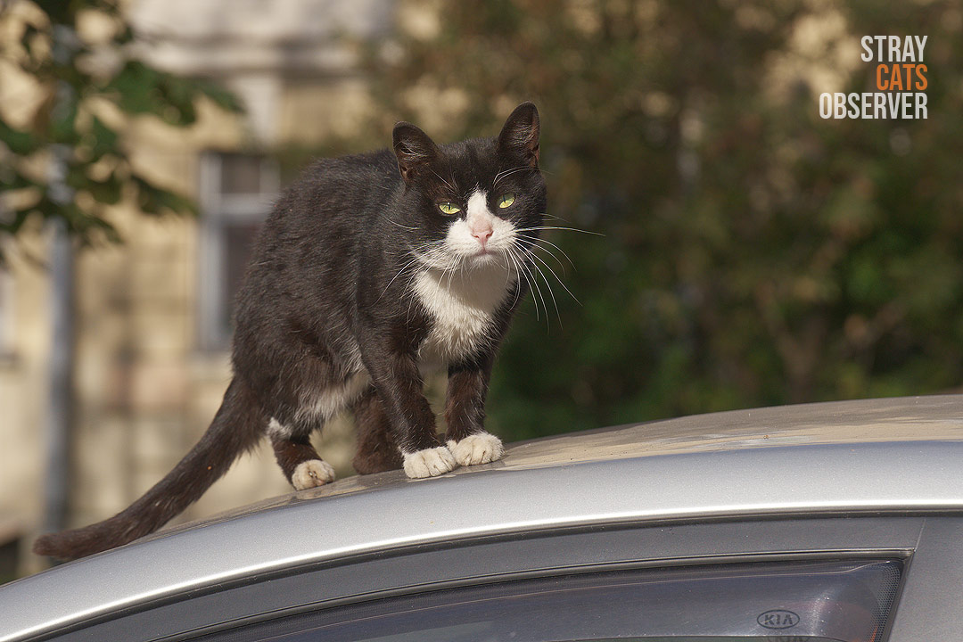 A black-and-white cat is standing on the roof of a car and looking at us