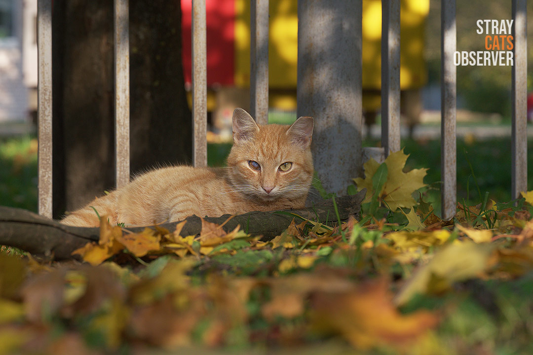 An orange cat settled in the sunshine amidst the autumn leaves, behind a sawn-off branch