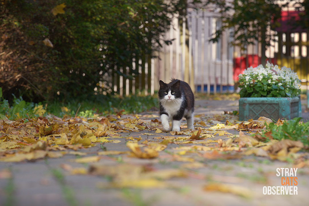 A black and white cat is walking towards us along a paved path covered with autumn leaves