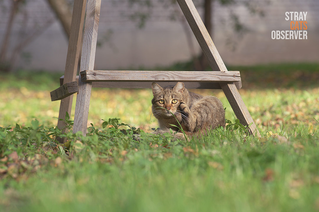 A tabby cat froze in a strange pose, watching us intently