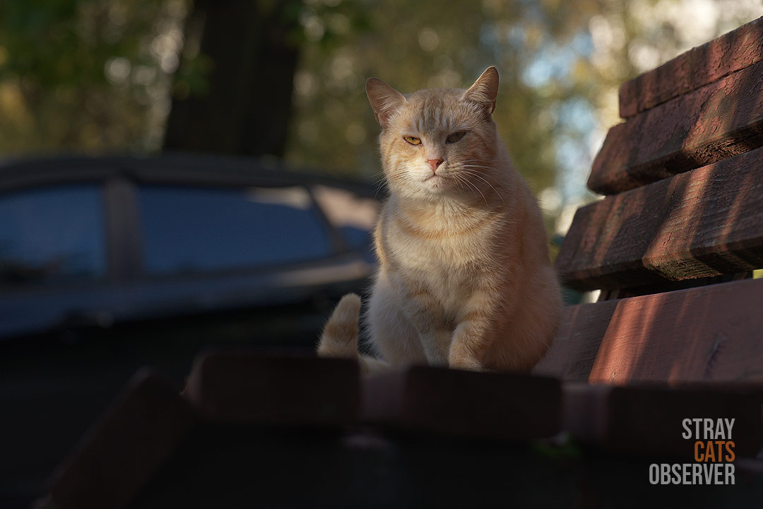 An orange cat is sitting on a bench and looking at us