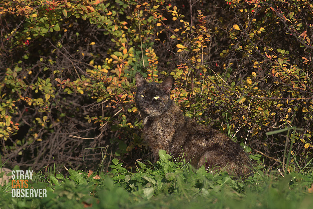 A tortoiseshell cat sits in front of an autumn bush, practically blending into the background