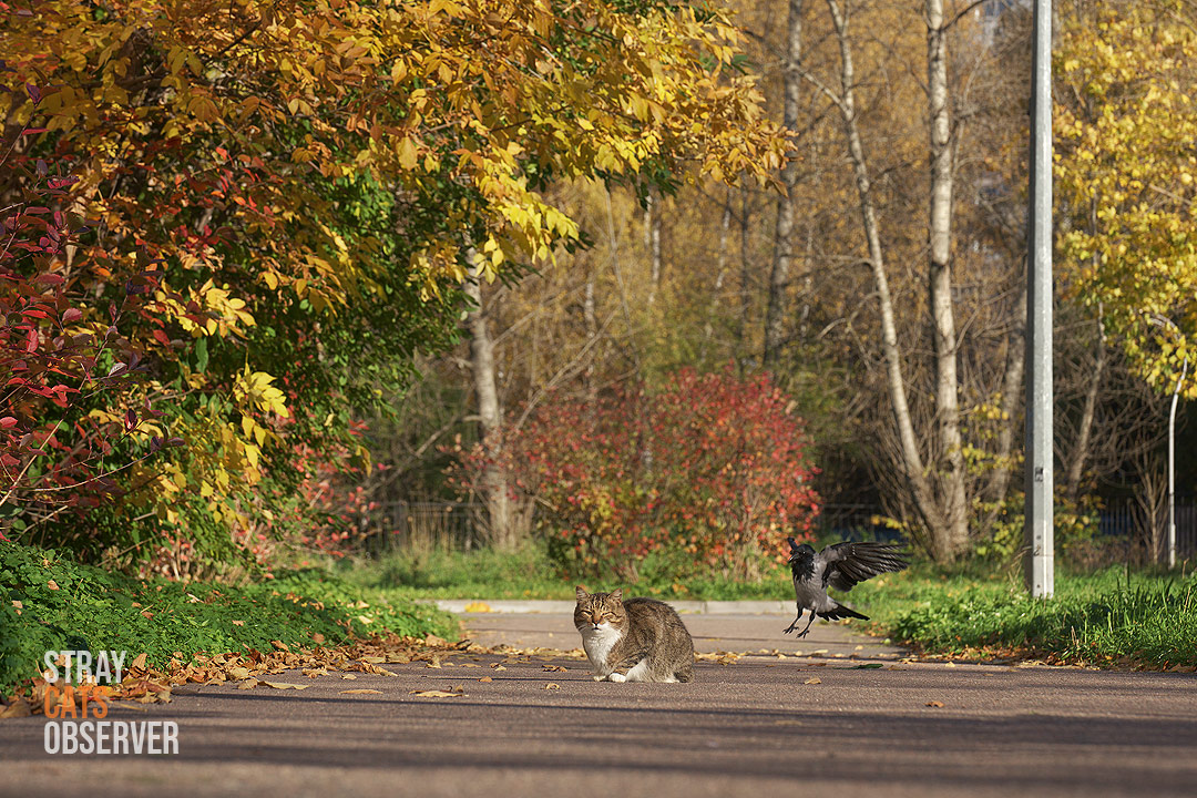 A tabby cat sits on a path among autumn trees, and a crow lands beside him