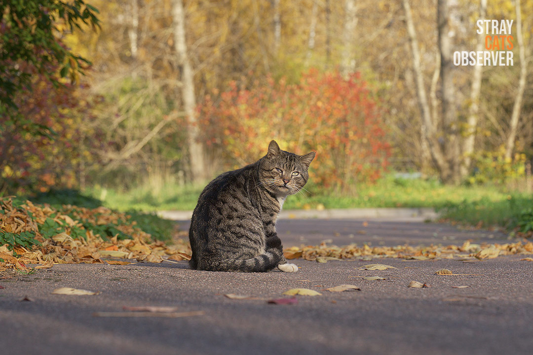 A tabby cat is sitting on the autumn path and looking at us from half‑turn
